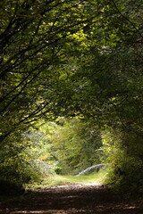 Fototapeta premium bosco con fontana