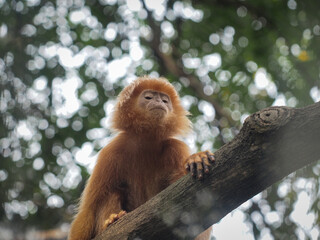 Javan Luntung (Trachypithecus auratus),