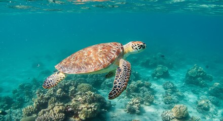 Obraz premium Sea Turtle Swimming in Tropical Ocean with Coral Reef