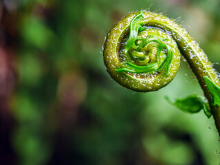 Macro of new fern tree,young fern tree shoots,fern tree shoots