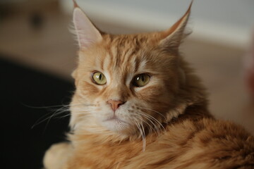 Fun serious emotional face feline cat relaxing on the sofa. Yellow cute emotion eyes, cute ears. Closeup portrait in natural lighting, untouched colors in home indoors interior