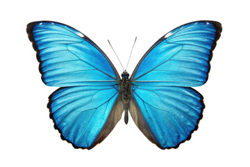 Obraz premium PNG Vivid blue butterfly with outstretched wings and intricate patterns