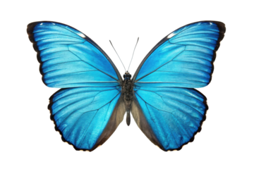 PNG Vivid blue butterfly with outstretched wings and intricate patterns