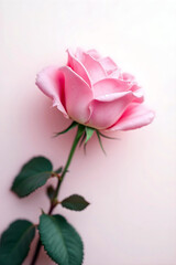 Pink Rose Closeup on White Background – Romantic Floral Minimalism