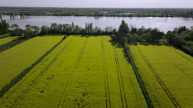 Drone champs de colza