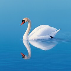 Fototapeta premium Elegant White Swan Floating on Still Blue Water