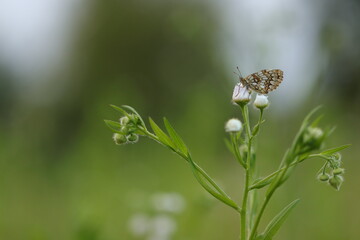 una farfalla melitaea al tramonto