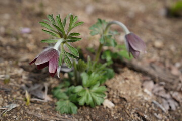 Pasque flower that resembles an old person's white hair