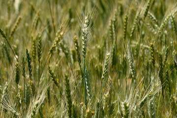 Golden waves undulating in a sunlit field of ripening wheat during early evening hours