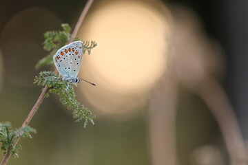 una farfalla licenide al tramonto