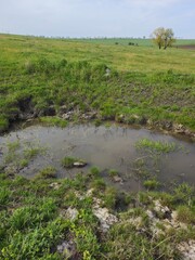 A tree with a message written on it