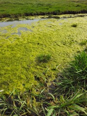 A close-up of a green grass