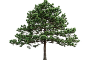 Obraz premium Green pine tree. Detailed needles and branches against a transparent background