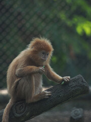 Javan Luntung (Trachypithecus auratus),