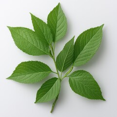 Fresh Green Leaves Isolated on White Background for Organic Themes