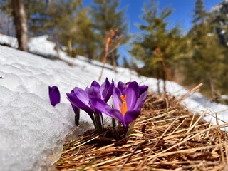 Wild purple crocuses emerging through melting snow in a mountain forest clearing. Vibrant spring flowers blooming among pine trees and dry grass under a clear blue sky. crocuses in snow