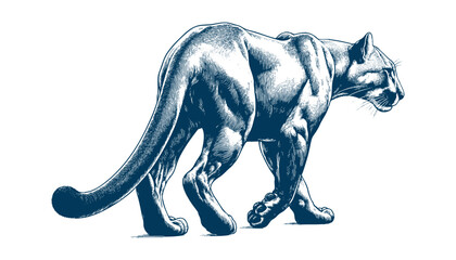 Obraz premium puma vector