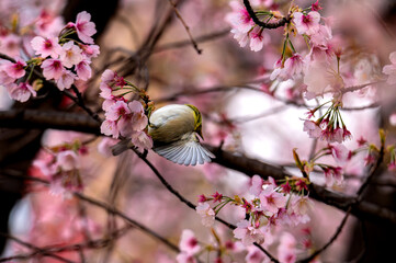 Delicate Bird Perched Among Japanese Cherry Blossoms in Full Bloom
