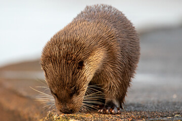 Eurasian Otter (Lutra lutra)