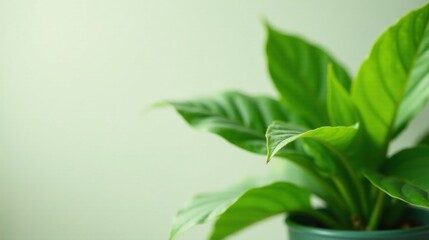 Vibrant Green Houseplant Leaves in a Simple Pot Against a Soft Green Background, Representing Freshness and Natural Beauty