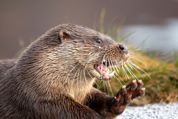 Eurasian Otter (Lutra lutra)