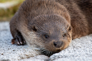 Eurasian Otter (Lutra lutra)