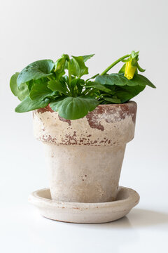 Yellow Pansy on a Clay Pot with Saucer