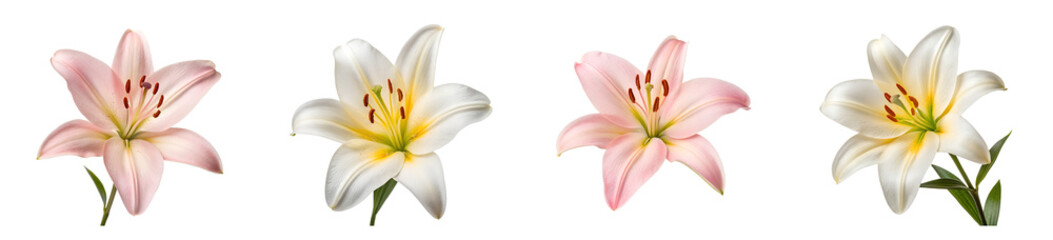 Naklejka premium Elegant arrangement of pink and white lily flowers against a seamless background transparent background Generative AI