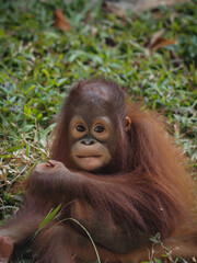 Orangutan 