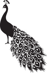 peacock silhouette vector with tail