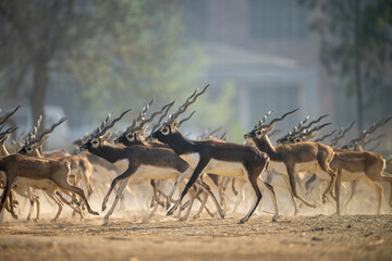 A Herd of Blackbuck Antelope in Full Run