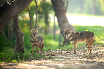 The Indian jackals