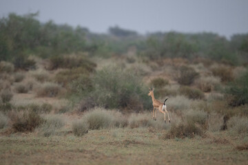 A swift gazelle leaping across a dry desert landscape.