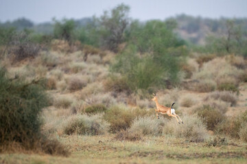 A swift gazelle leaping across a dry desert landscape.