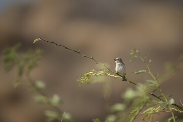 Yellow thorated Sparrow 