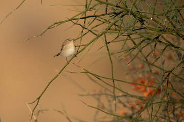 Common chiffchaff bird on desert tree
