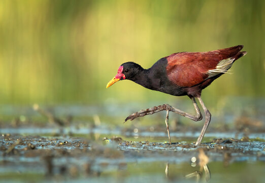jacana