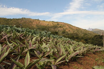 farm cultive