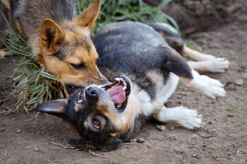 Female and male dogs are playing together toward the camera lens. Close-up of dogs in play.	