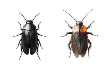 Cockroach on a transparent background