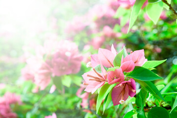 Beautiful abstract floral background with pink flower buds and sun lights, pink and green nature background