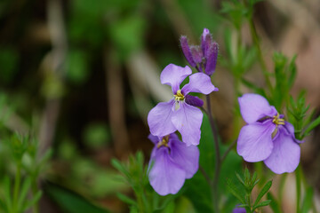Fototapeta premium オオアラセイトウの花02