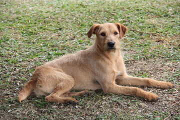 farm dog