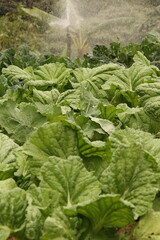 cabbage irrigation (couve)