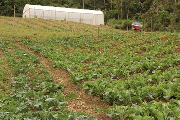 farmland