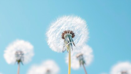 Obraz premium Fluffy dandelion seeds against a clear sky