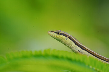 snake in the grass