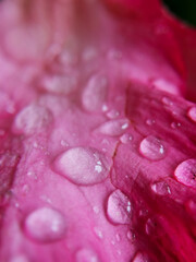 Water drops on pink petals