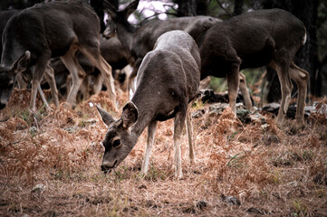 Deer in the woods while snowing