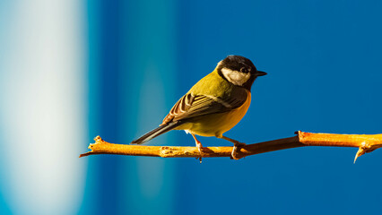 Parus major, great tit, on a sunny winter day